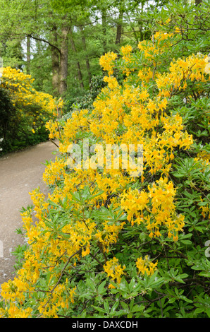 Pontic azalea (Rhododendron luteum) Stock Photo