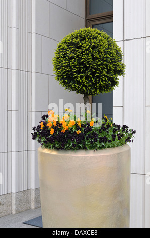 Common yew (Taxus baccata) and violets (Viola) Stock Photo