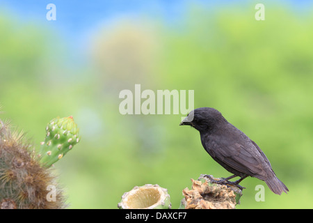 Large Cactus Finch (Geospiza conirostris) on Espanola Island, Galapagos ...