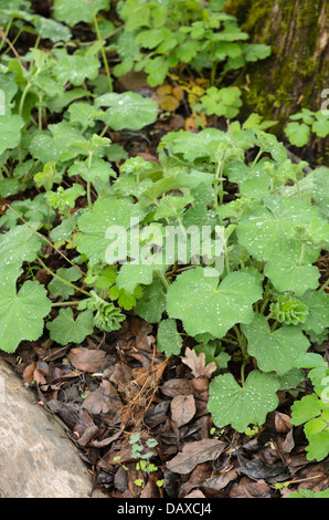 Lady's mantle (Alchemilla) Stock Photo