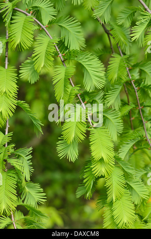 Dawn Redwood Metasequoia Glyptostroboides Stock Photo Alamy