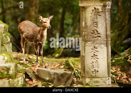 Nara deer roam free in Nara Park, Japan. Stock Photo