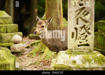 Nara deer roam free in Nara Park, Japan. Stock Photo
