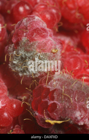 Moldy Raspberry Inside Closeup of rotten moldy raspberry in plastic box isolated on white ...
