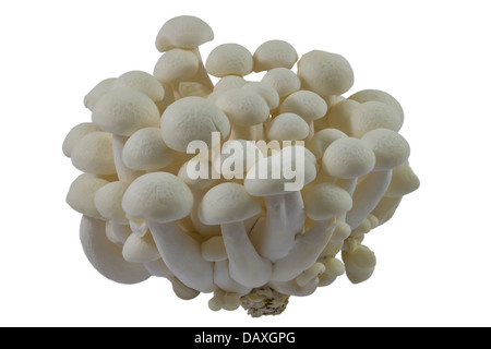 Beech Mushrooms , White Shimeji mushroom on white Stock Photo