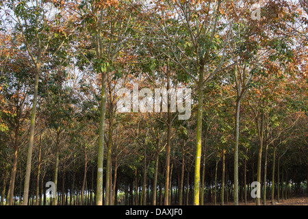 Rubber tree plantation in Thailand, where rubber tree plantations are found in many places. Stock Photo