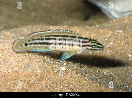 Regan's Julie Julidochromis regani, Cichlidae, Tanganiyka Lake, Africa, Roberto Nistri Stock Photo