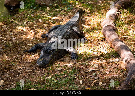 Crocodile in a zoo, Mahabalipuram, Kanchipuram District, Tamil Nadu, India Stock Photo