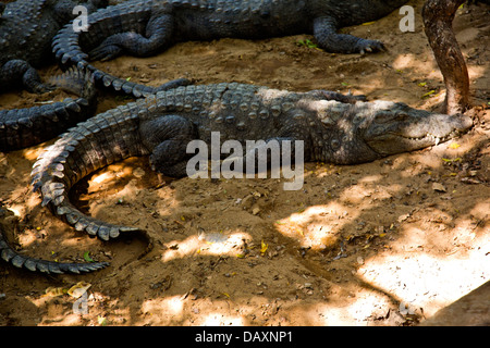 Crocodiles in a zoo, Mahabalipuram, Kanchipuram District, Tamil Nadu, India Stock Photo