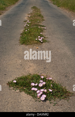 Field Bindweed (Convolvulus arvensis) flowering along a quiet country road Stock Photo