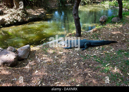 Crocodile resting outside a pond in a zoo, Mahabalipuram, Kanchipuram District, Tamil Nadu, India Stock Photo