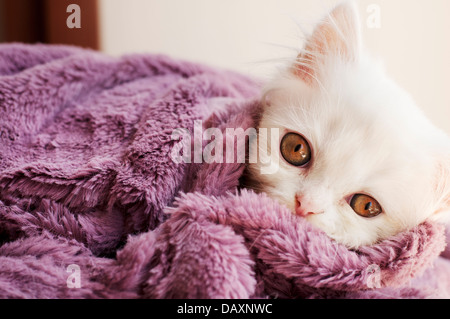 Kitten Stock Photo