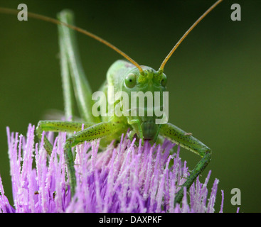 Close-up of a female Upland Green Bush Cricket (Tettigonia cantans) foraging on a thistle flower Stock Photo