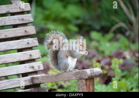 squirrel eating nut on park bench close up squirrel running squirrel on grass eating two squirrels pair playing on park bench Stock Photo