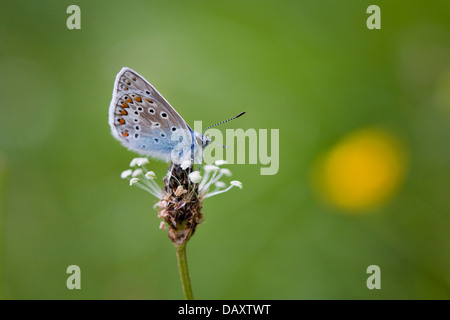 A Common Blue (Polyommatus icarus ) Butterfly with it's wings closed sitting on a plant in a meadow in Somerset, UK.
