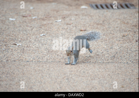 squirrel eating nut on park bench close up squirrel running squirrel on grass eating two squirrels pair playing on park bench Stock Photo