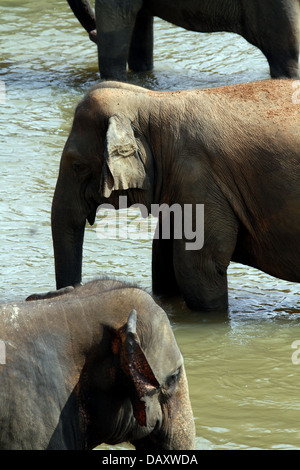 ASIAN ELEPHANTS IN MAHA OYA RIVER PINNAWALA ELEPHANT ORPHANGE SRI LANKA 12 March 2013 Stock Photo