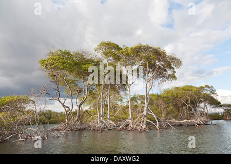 Mangrove, Punta Mangle, Fernandina Island, Galapagos Islands, Ecuador Stock Photo