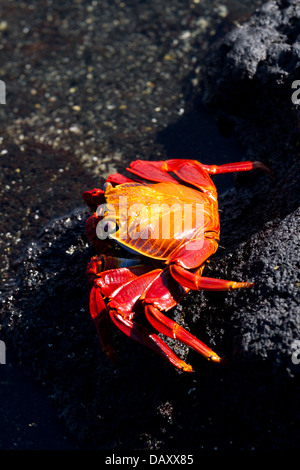 Sally Lightfoot Crab, Grapsus grapsus, Punta Espinoza, Fernandina Island, Galapagos Islands, Ecuador Stock Photo