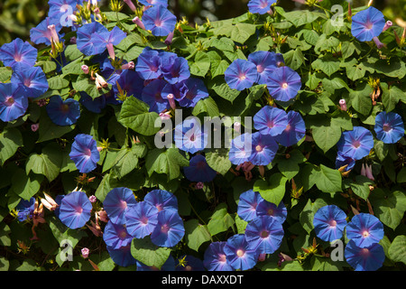Türkei, Provinz Mugla, Fethiye, Uzunyurt Köy, Blaue Prachtwinde Stock Photo