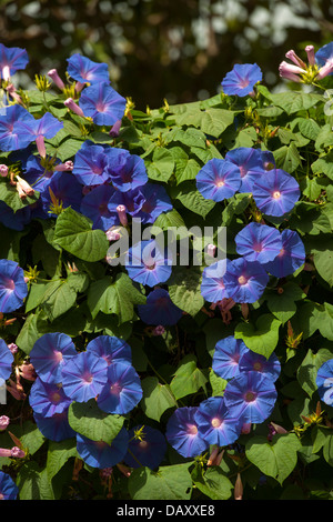 Türkei, Provinz Mugla, Fethiye, Uzunyurt Köy, Blaue Prachtwinde Stock Photo