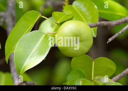 Manchineel tree, Hippomane mancinella, Tree, Fruit, Puerto Egas, Santiago Island, Galapagos Islands, Ecuador Stock Photo