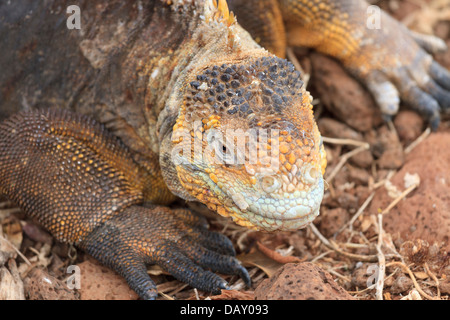 Galapagos land iguana, Conolophus subcristatus, North Seymour, Galapagos Islands, Ecuador Stock Photo