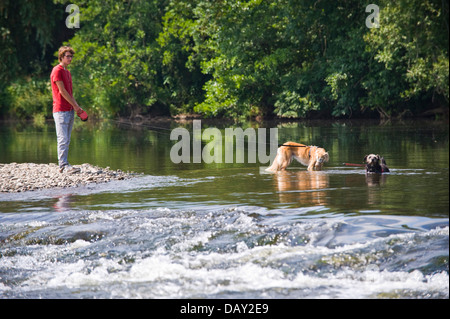 As temperatures reach 30ºC man walking dogs on lead cooling off in the River Wye at The Warren Hay on Wye, Powys, Wales, UK Stock Photo