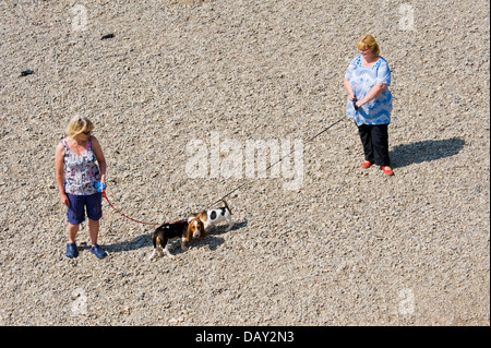Two women walking their dogs a Basset Hound & Beagle on riverbank of River Wye at Glasbury, Powys, Wales, UK Stock Photo