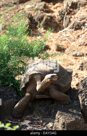 Lonesome George, Giant Tortoise, Charles Darwin Research Station, Santa Cruz Island, Galapagos Islands, Ecuador Stock Photo