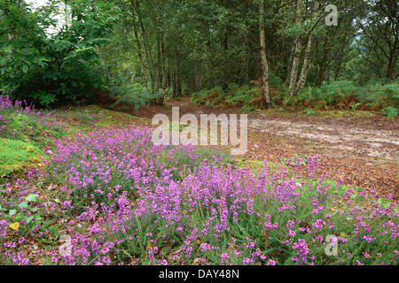 Heather on Hesworth Common Fittleworth Pulborough West Sussex England Stock Photo