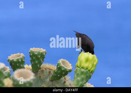 Large Cactus Finch, Geospiza conirostris, San Cristobal Island, Galapagos Islands, Ecuador Stock Photo