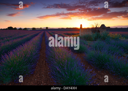 Lavender field at sunset Stock Photo