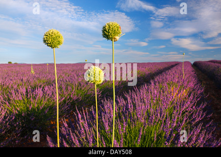 Three allium flowers in lavender field in Provence, France Stock Photo