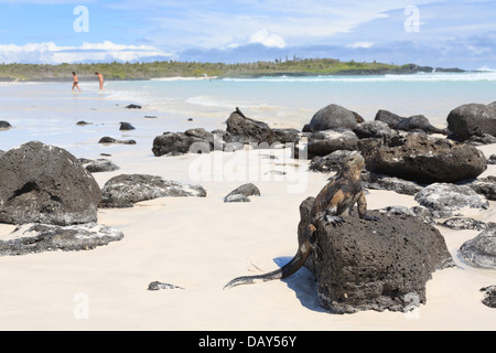 Marine Iguana, Amblyrhynchus cristatus, Tortuga Bay, Beach, Santa Cruz Island, Galapagos Islands, Ecuador Stock Photo