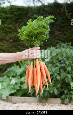 Woman's hand holding a bunch of freshly selected carrots Stock Photo