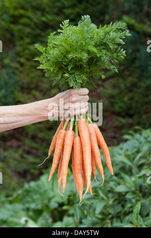 Woman's hand holding a bunch of freshly selected carrots Stock Photo