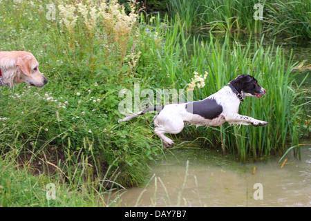 working type english springer spaniel pet gundog jumping into water Stock Photo