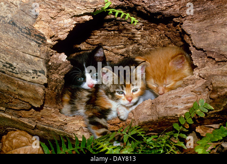 Three kittens sleeping in old hollow log in garden, Missouri USA Stock Photo