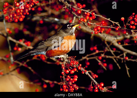 Beautiful robin, Turdus migratorius, perched on Zumi Crabapple tree in fall, Maine, USA Stock Photo