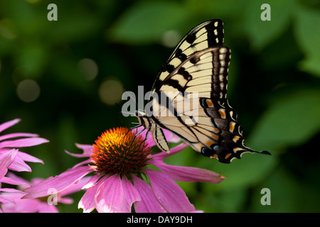 Eastern Tiger Swallowtail (Papillo glaucus) butterfly - USA Stock Photo