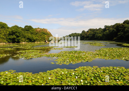 Bosherston lily ponds  lake  Stackpole Pembrokeshire Wales Cymru UK GB Stock Photo
