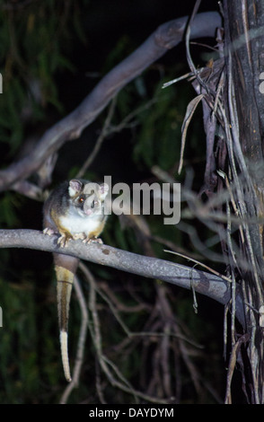 Common Ringtail Possum (Pseudocheirus peregrinus) at night in Kanangra Boyd National Park, NSW, Australia Stock Photo