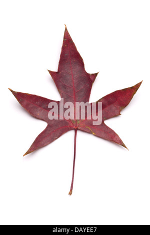 Autumn maple leaf isolated on white background. Stock Photo