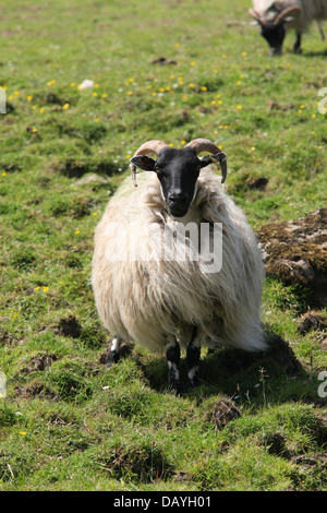 Scottish black faced sheep Stock Photo