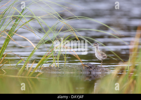 Juveline Wood Sandpiper (Tringa glareola) at the edge of bog pond. Europe, Estonia Stock Photo