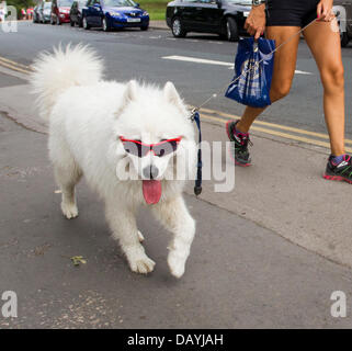 Bowness, UK. 21st July, 2013. Bowness, UK. 21st July 2013. A man and a woman dressed in summer clothes take a dog, complete with sunglasses, for a walk, in the hot summer weather in Bowness on Lake Windermere, UK. Credit:  Shoosmith Collection/Alamy Live News Stock Photo