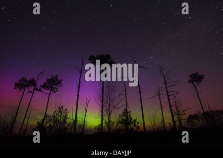 Night in the bog with trees and Northern lights (Aurora Borealis) in the sky. Stock Photo