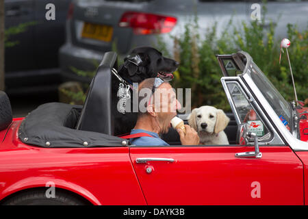 Bowness, UK. 21st July, 2013. Bowness, UK. 21st July 2013. A dog appears to look longingly for an ice cream in the hot summer weather in Bowness on Lake Windermere, UK. Credit:  Shoosmith Collection/Alamy Live News Stock Photo