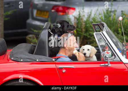 Bowness, UK. 21st July, 2013. Bowness, UK. 21st July 2013. A dog appears to look longingly for an ice cream in the hot summer weather in Bowness on Lake Windermere, UK. Credit:  Shoosmith Collection/Alamy Live News Stock Photo